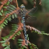 J01_0071 Aeshna juncea male